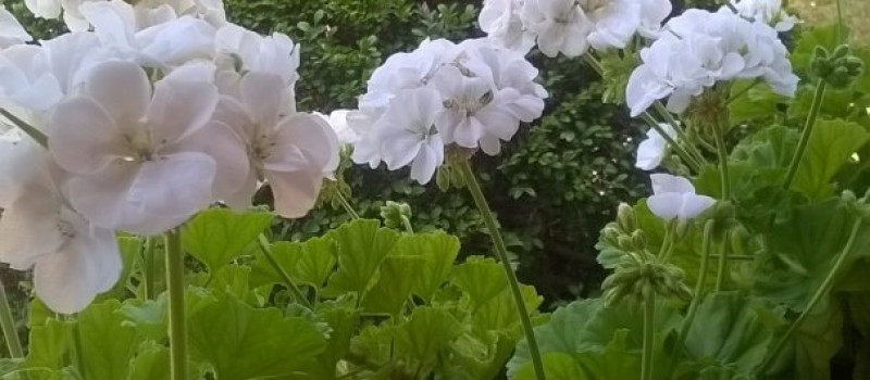 8d5dadacea82b8f05cba53cb1b71259e