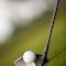 golf_4